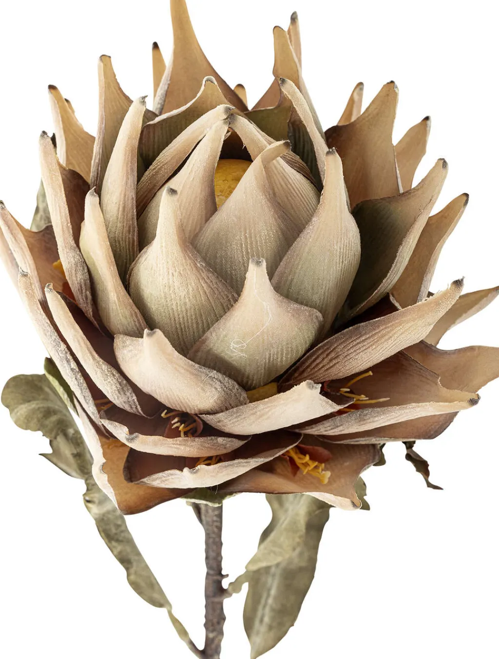 Protea Kunstig Stilk 76 cm, Stue