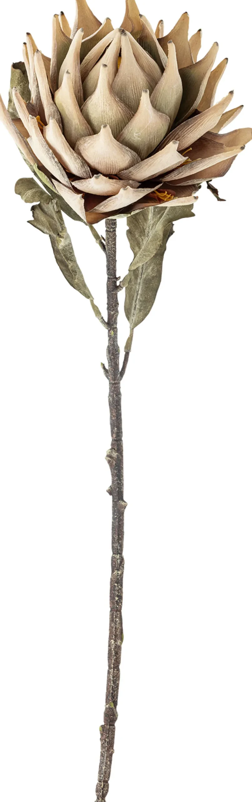 Protea Kunstig Stilk 76 cm, Stue