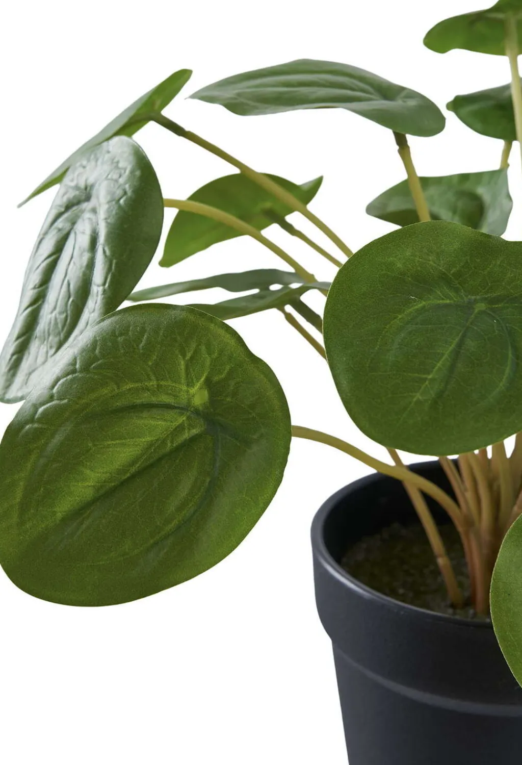 House Nordic Stue > Kunstig Pelia Plante H28 cm, Grøn