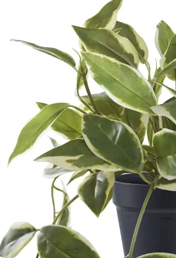 House Nordic Kunstig Voksblomst H33 cm, Grøn