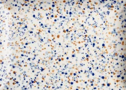 Iittala Middagstallerkener > Oiva Toikka Tallerken , Helle Blå-brun