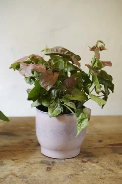 Knabstrup Keramik Urtepotteskjuler H15 cm, Rosa