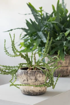Mette Ditmer Stue|Urtepotter Og Krukker ><noscript><img width=