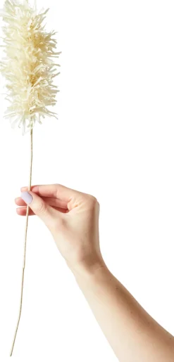 Discount Papirblomst Pampas 44 cm, Sand Stue